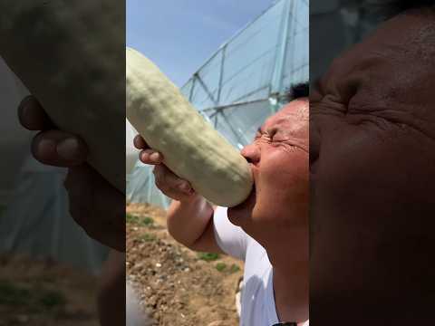 享受食用長黃瓜和新鮮切好的黃瓜 l 生活農場 #shorts #yummy #viral