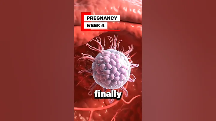 🤰PREGNANCY at Week 4 | When Life Connects With the Mother  #pregnancy #anatomy   #week4 #shorts