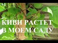 Киви растет у меня в саду. Это красивая и плодоносящая лиана Актинидия.