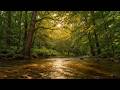 Deep Serenity Sleep & Relaxation Sounds in Rainy Forest for Stress Relief 🌧️