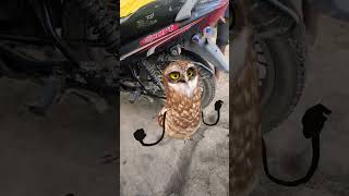 Funny owl dance #funny #owl #dance #apt #fypシ #fypシ゚ #fypシ゚viral #fyp #apt #birds #comedy #shorts