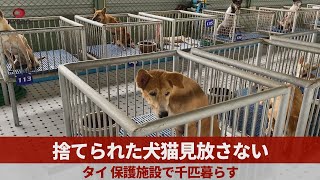 捨てられた犬猫見放さない タイ保護施設で千匹暮らす