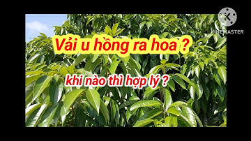 Thời điểm cho vải u hồng ra hoa. Bà con hãy yên tâm làm theo quy trình sẽ ra hoa tuyệt đối. 