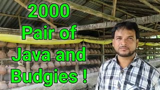 Celebrity 2000 Pair of Java sparrow and Budgies bird breeding farm | Julfikkar Bhai Kolkata Net Worth