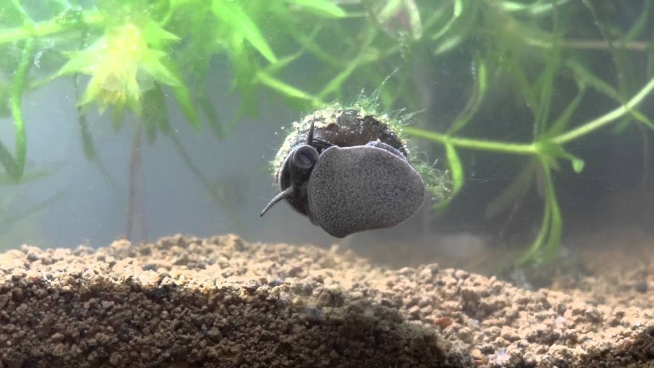 結構グロいタニシの食事/Pond snail eat bog moss/2013.02.20 YouTube