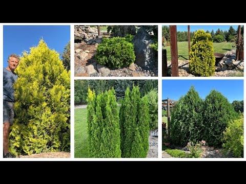 Video: Thuja folded: description, cultivation features and decorative forms