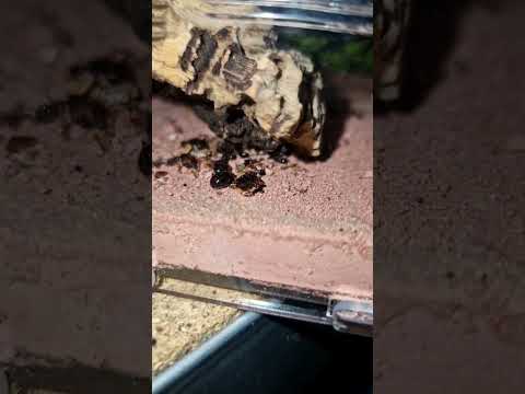 Vidéo: Est-ce que les abrutis mangent des fourmis ?
