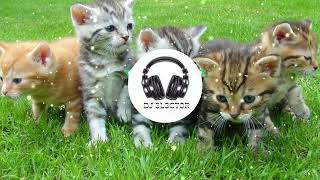 Billie Eilish Meow Meow Meow Meow Extended 1 Hour 