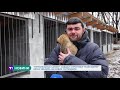 "Тернопільські хатіко": собачки з притулку "Ноїв ковчег" вірно чекають на нових господарів
