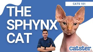 Everything You Need To Know About Sphynx Cats!