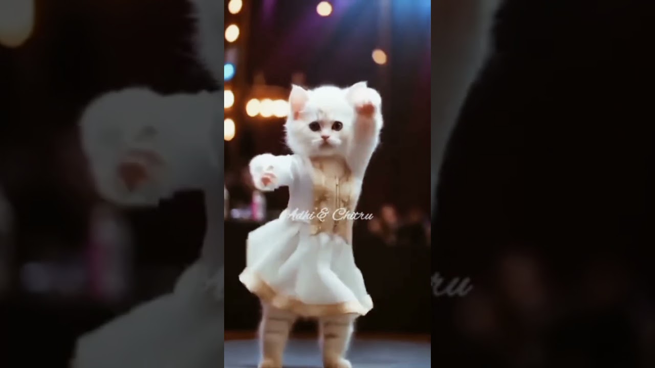 rheti h sbki uspe najr⭐kittu dance😺