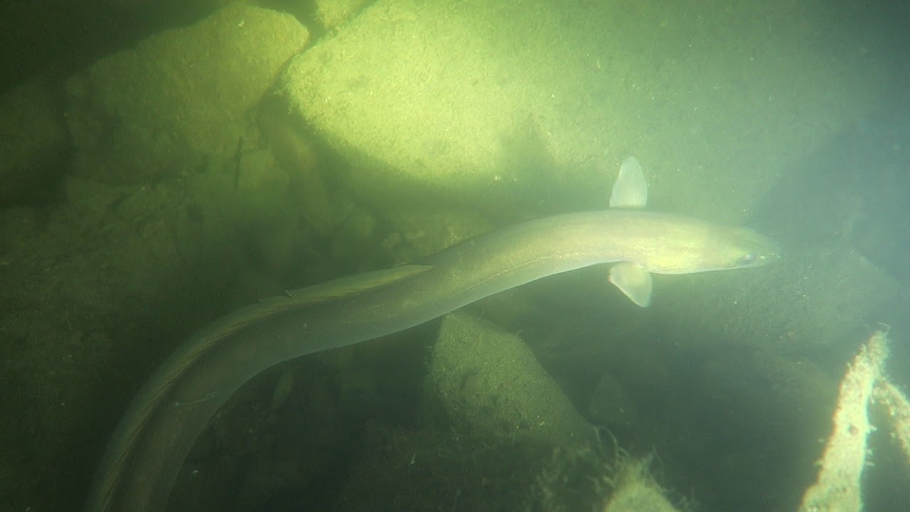 Lom Luleč U Libuše - Úhoř 2 (02.08.2019) - YouTube