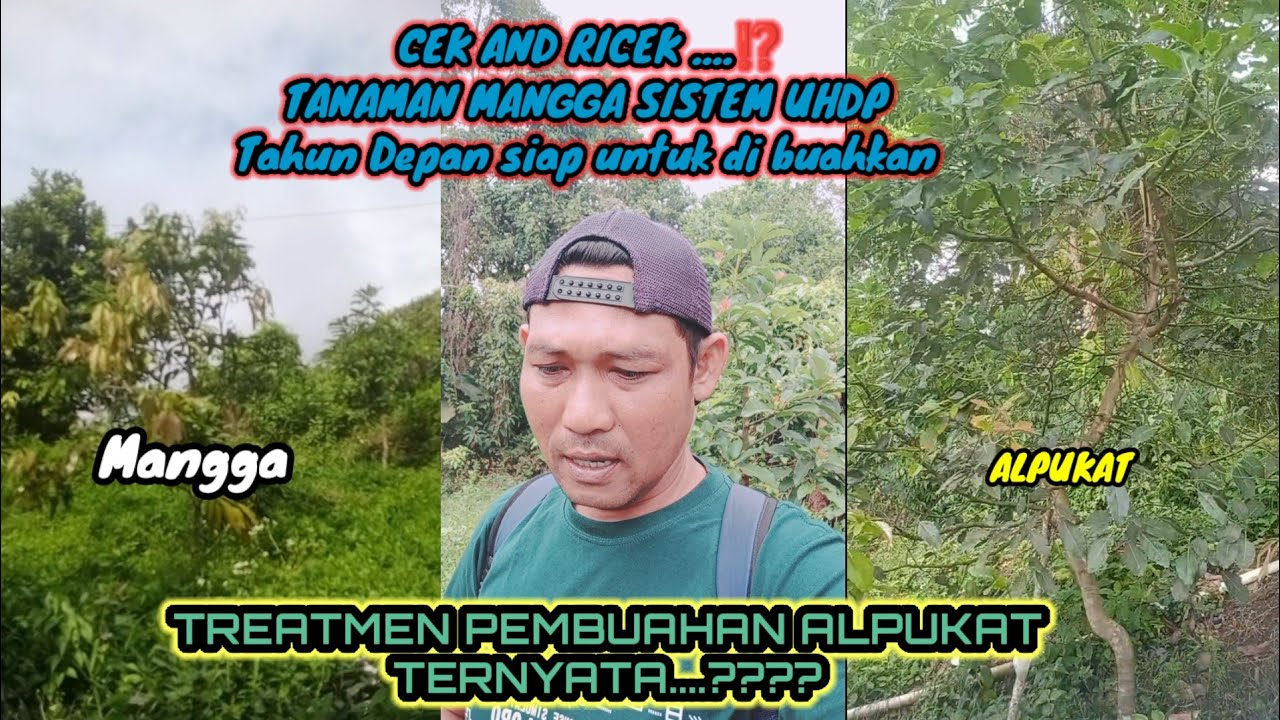 Cek  Perkembangan tanaman mangga dan Alpukat setelah di treatmen pembuahan.. 