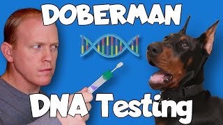 Doberman DNA Health Testing  Getting My Dog TESTED!