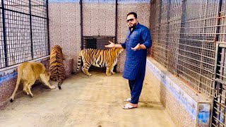 3 Din Say Bukhay Sheron Ma A Gya