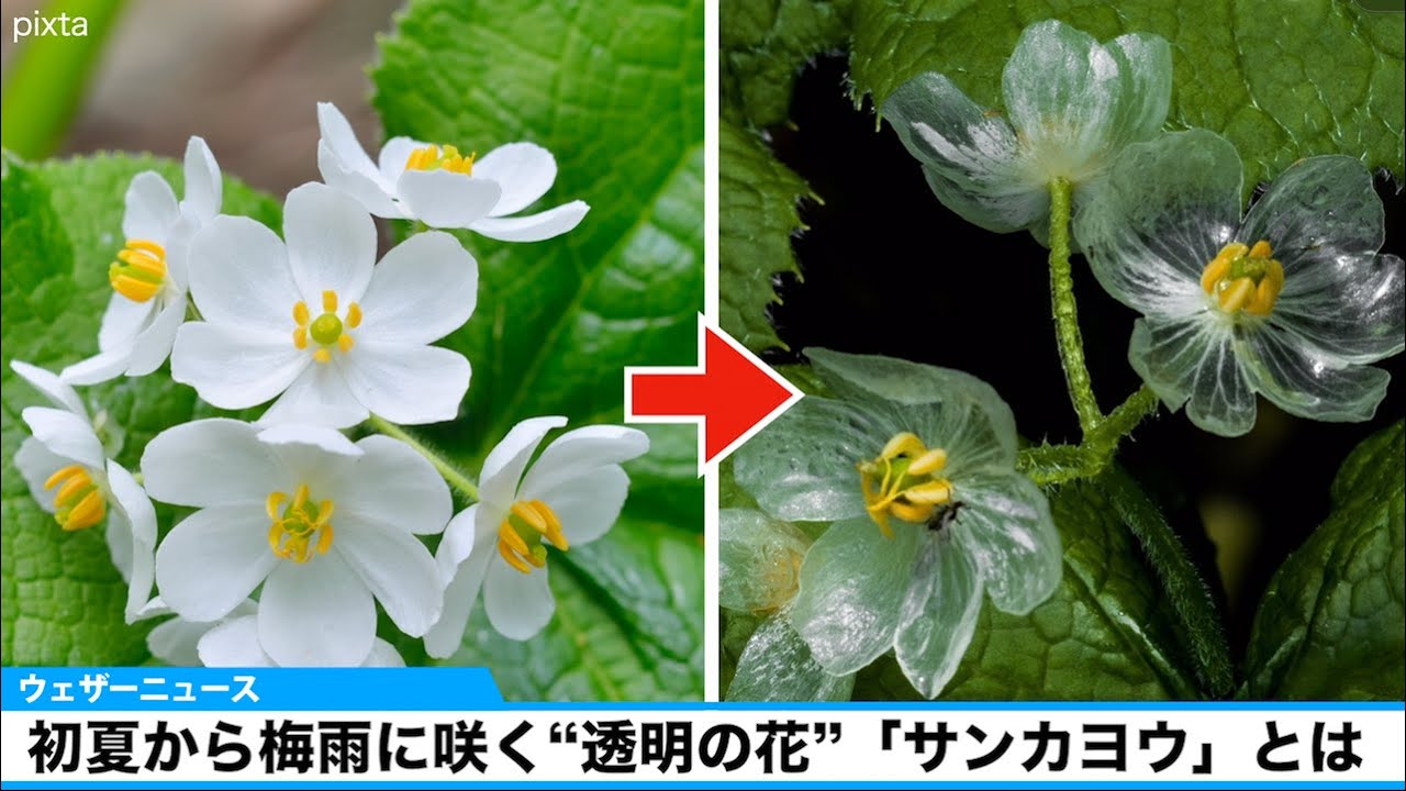 初夏から梅雨に咲く“透明の花”「サンカヨウ」とは - YouTube