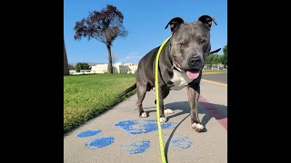 Laverdia for Canine Lymphoma-1st Dose for Roc