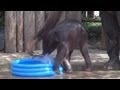 Слоненя талапається в дитячому басейні