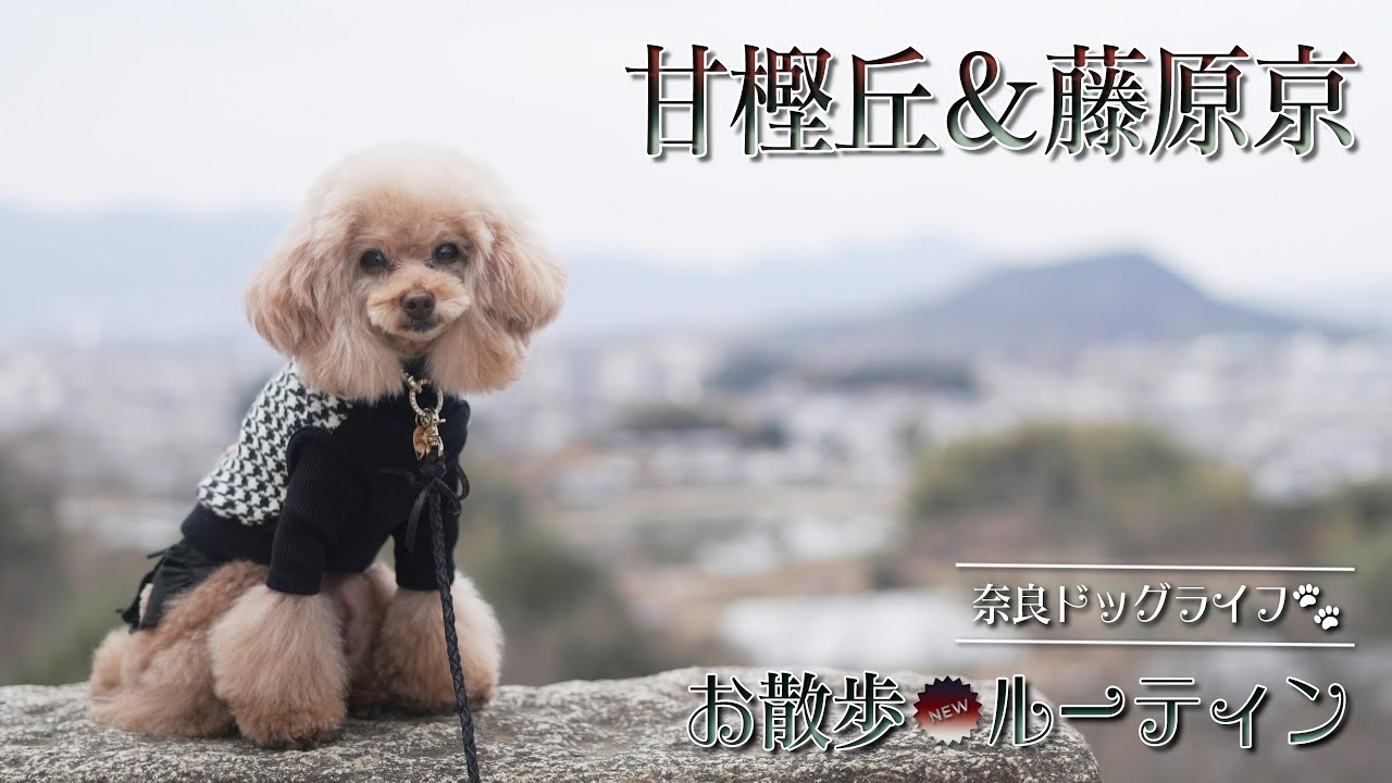 【シネマティックペットVlog】お散歩ルーティン🐾 甘樫丘＆藤原京  -  桜井生活の日々