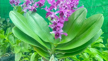 Hồ Điệp Thuần Vỏ Thông Chơi Tết 2026