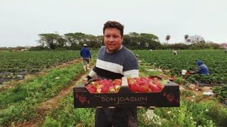 Así es la VIDA del COSECHERO en una COLONIA RURAL/ Hombre de campo CORRENTINO