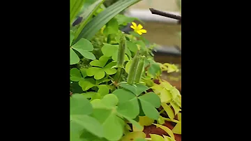 Растение стреляет семенами. Щавель желтый или Oxalis fontana, также называемый Oxalis stricta