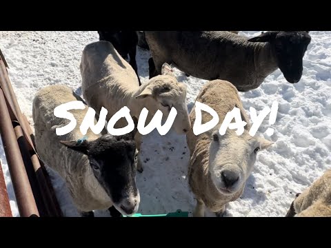 SLEDDING Hay & Water to the Sheep!