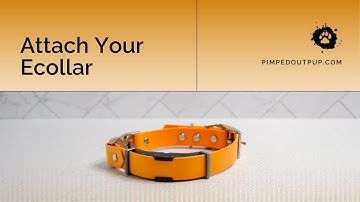 Add Your Ecollar to Your Biothane Collar