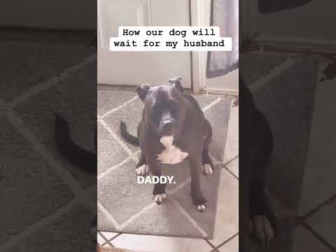 Dog sits and waits for my husband only.Dog lovers #doglovers #fypシ゚viral Dog sits and waits for my husband only.Dog lovers #doglovers #fypシ゚viral