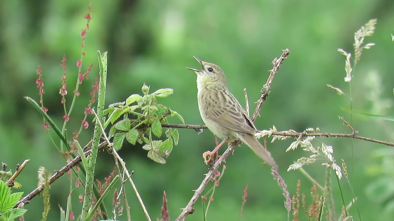 Grasshopper warbler, Glenullin. 