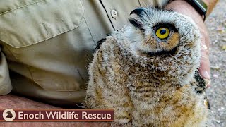 Young Great Horned Owl by Enoch Wildlife Rescue 111,259 views 1 year ago 16 minutes