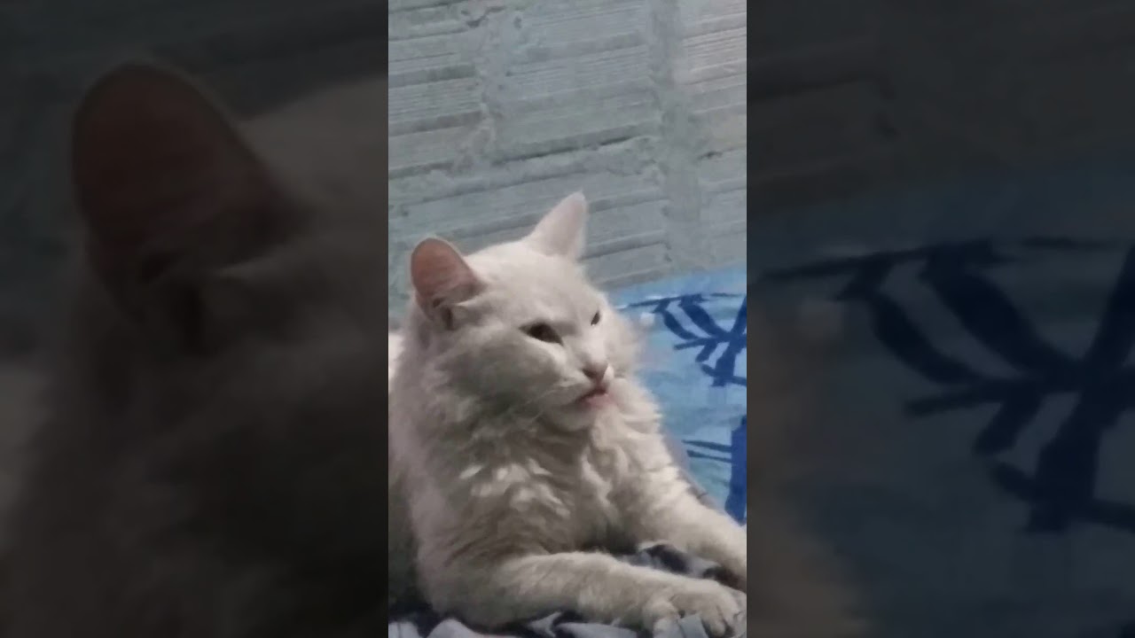 El gato chupa lengua - YouTube