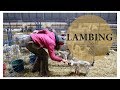 Last Lambing of 2018 (A CHRISTMAS SPECIAL):  Vlog 112