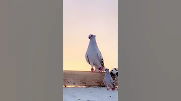 طيور كش حمام حلبي 