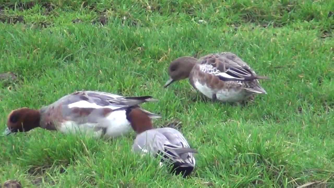 Smienten     Spijkerboor