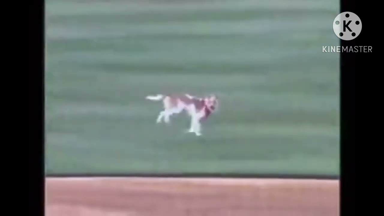 Scottish Dog Poops on Baseball Pitch
