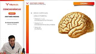 CB25 AH 6 7 SISTEMA NERVIOSO CEREBRO PARTE 3 mp4