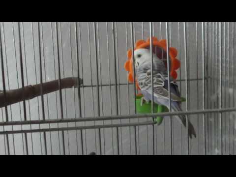 Видео: Мой волнистый попугайчик - мальчик или девочка?