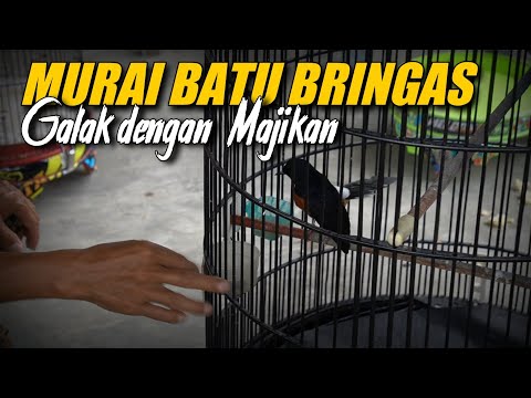 Video: Apakah galak dan galak itu sama?