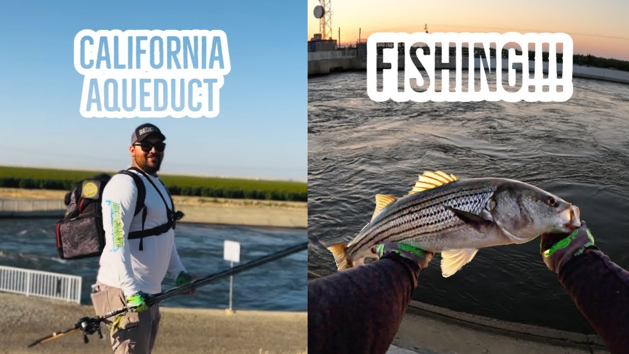 Summer time! Striper time! (California Aqueduct Fishing) YouTube
