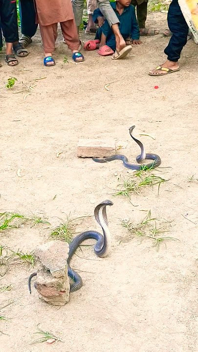two snakes🐍🐍🐍🐍🐍🐍🐍 mela ak sal bad apko ye dakne ko mela ha#funny #foryou #comedymove $#answer