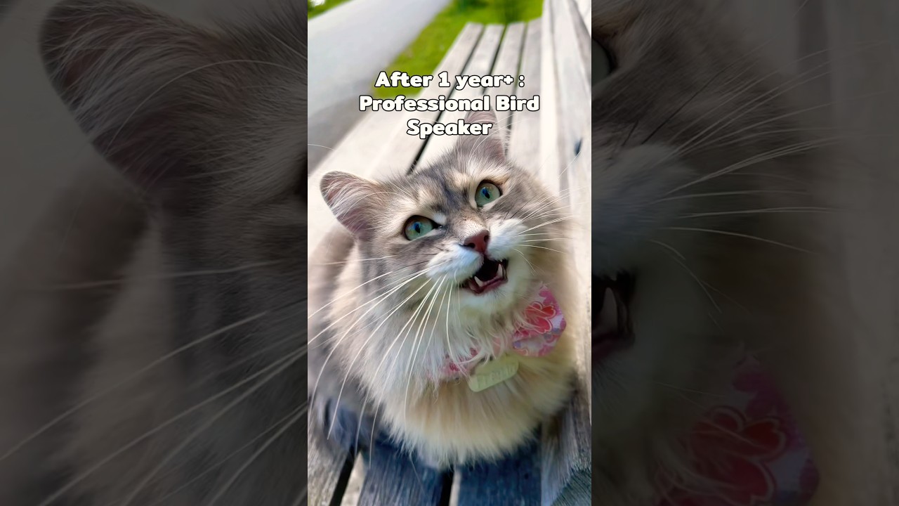 Professional bird speaker 🐱🦜 