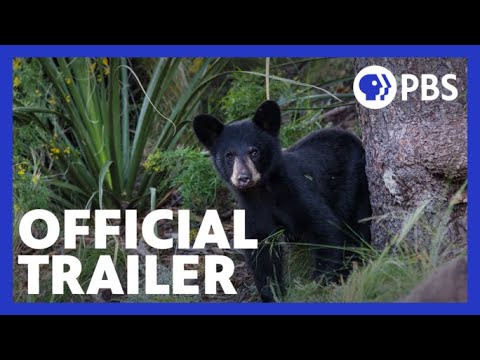 Big Bend: The Wild Frontier of Texas | Official Trailer | NATURE | PBS