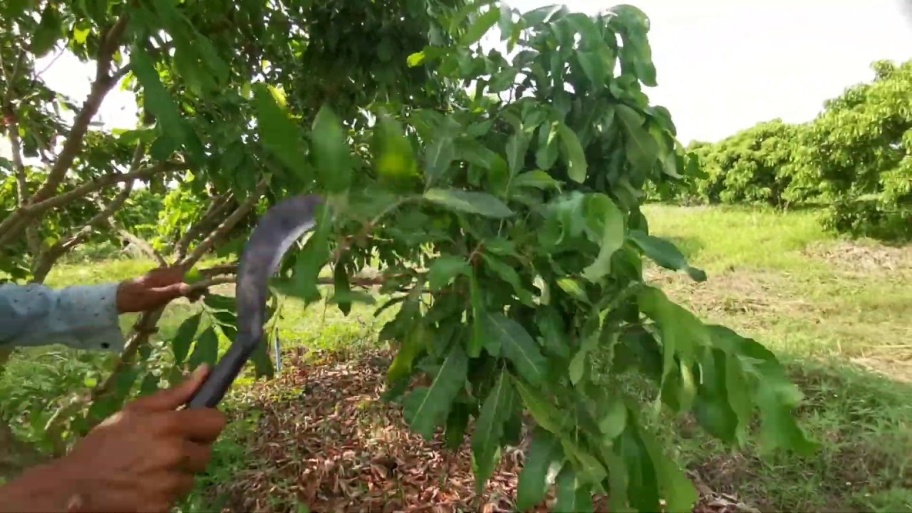 Longan pruning practice