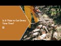 Is It Time to Cut Down Your Tree? - The Howell Realty Group Blog