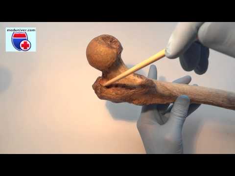 Видео: Какво е бедрена кост?