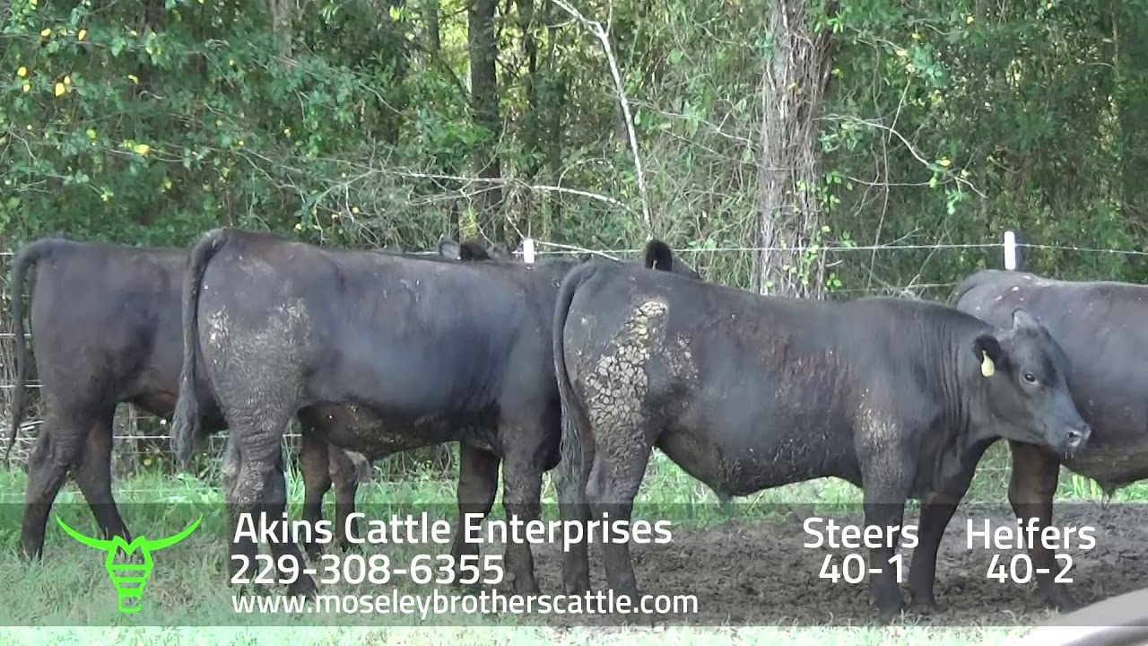 AKINS CATTLE ENTERPRISES GA SAFE Sale 8/13/19 Moseley Brothers