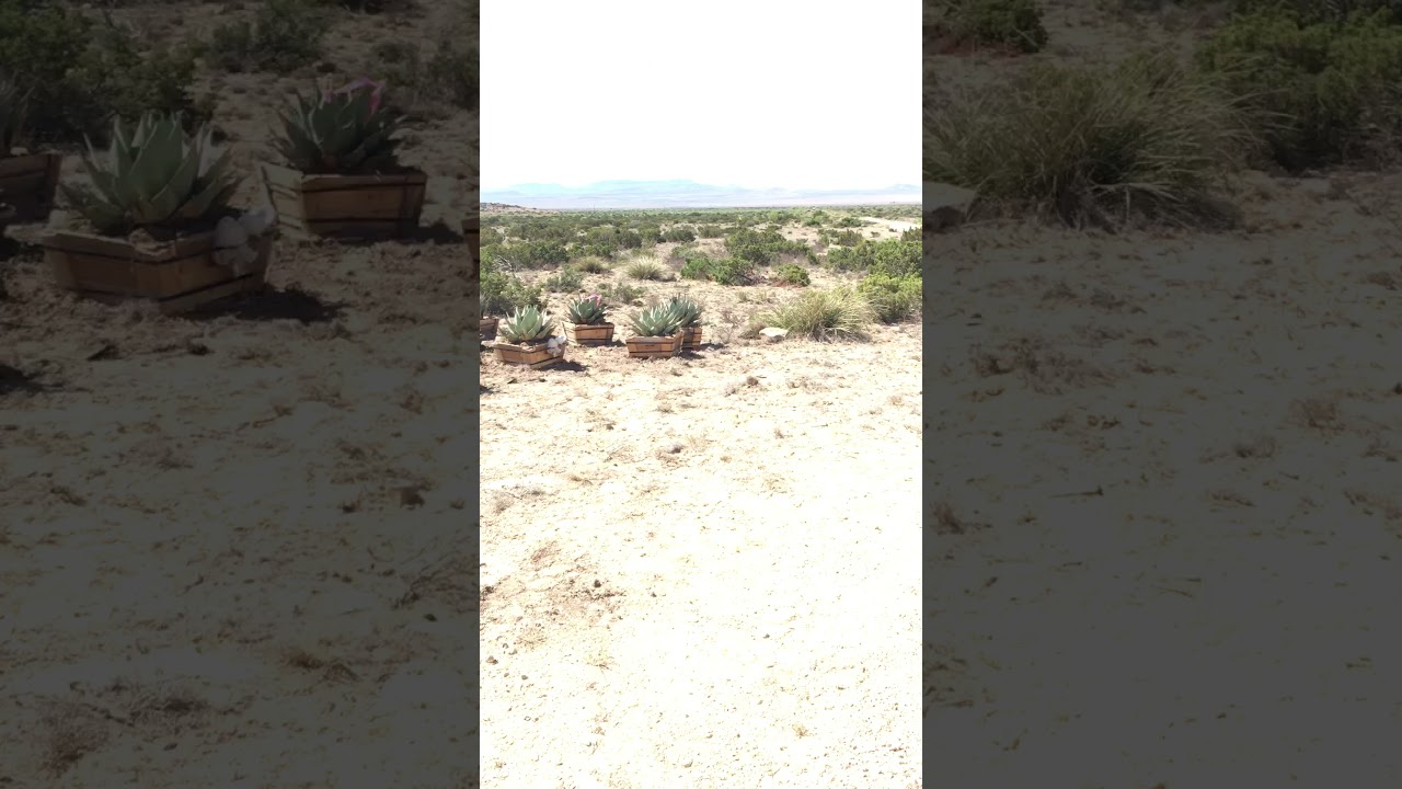 Bare root Thompsoniana