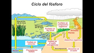 Ciclo del Fósforo