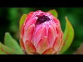 Cape Town and Colorful Flowers - South Africa (HD1080p)